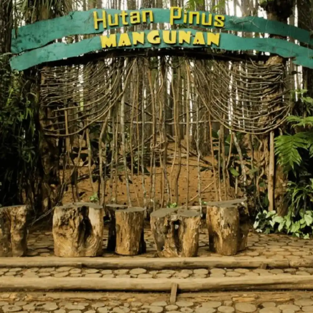 Paket Wisata Hutan Pinus Mangunan Yogyakarta