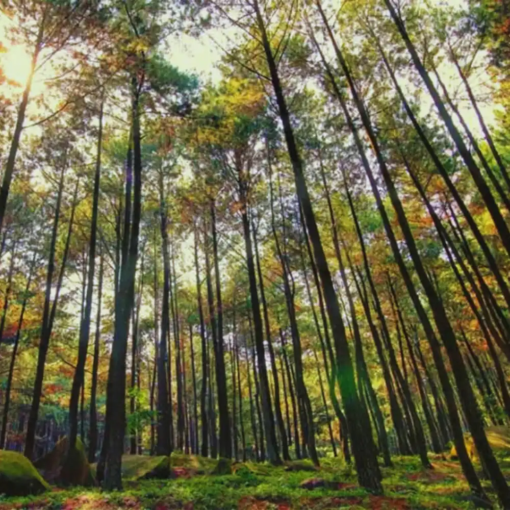 spot foto Hutan Pinus Mangunan